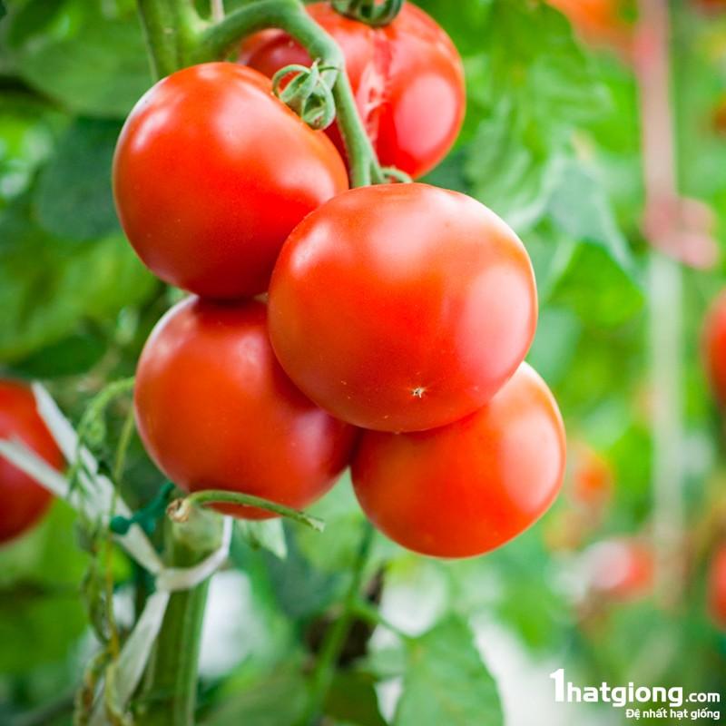Hạt giống Cà Chua Vô Hạn  – 2.000 hạt