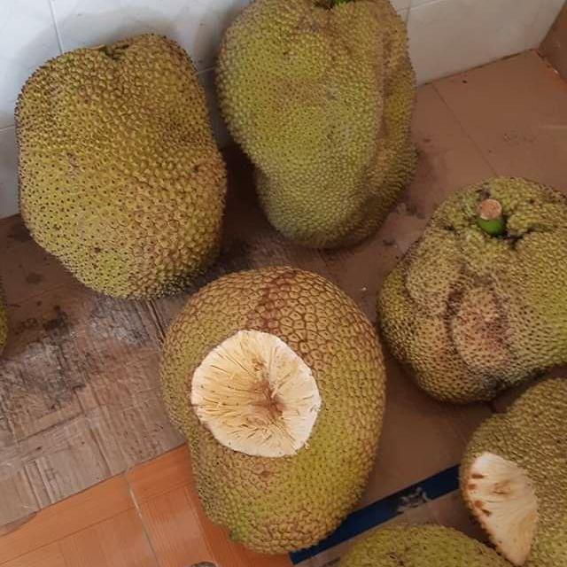 Mít không hạt