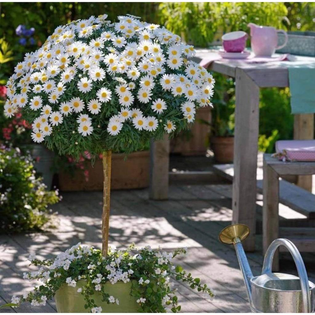 Hạt giống hoa cúc thân gỗ - cúc trường thọ- gói 50 hạt/gói