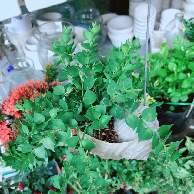 Chậu lá tim vỏ ốc