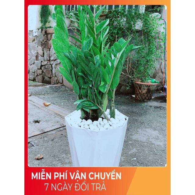 Chậu Kim Tiền Size Đại