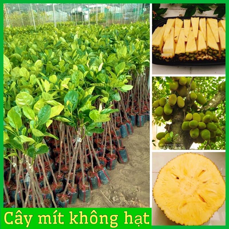 Cây giống mít không hạt không xơ ra quả sau 1 năm múi to giòn ngọt