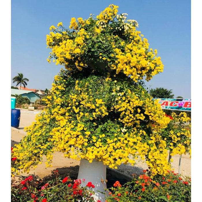 Cúc chi rủ màu vàng- bầu 3 cây giống, rễ khỏe, phát triển ổn định