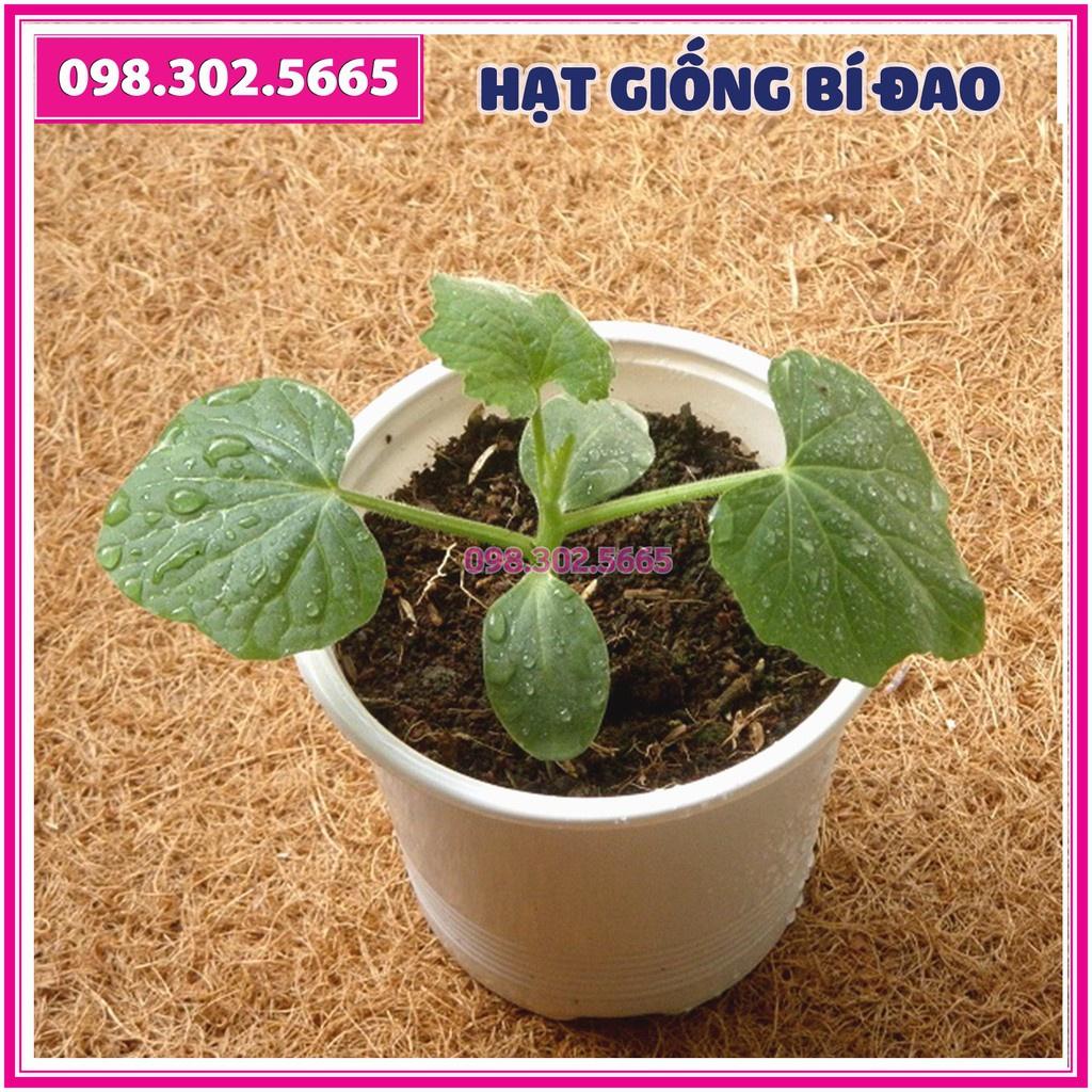 Set 20 Hạt giống bí đao xanh, bí sặt F1