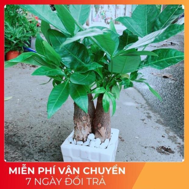 Chậu Kim Ngân 3 Thân