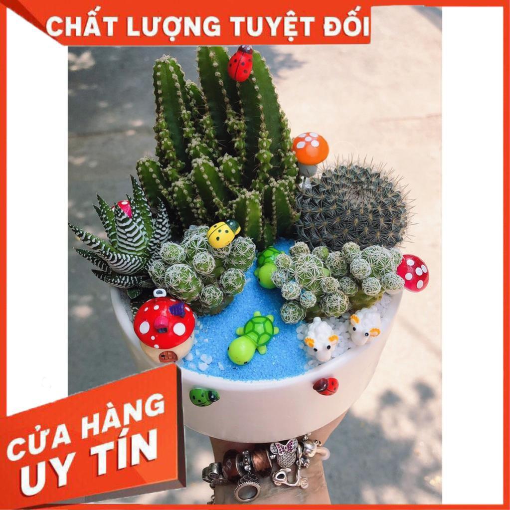 Chậu sen đá tiểu cảnh để bàn