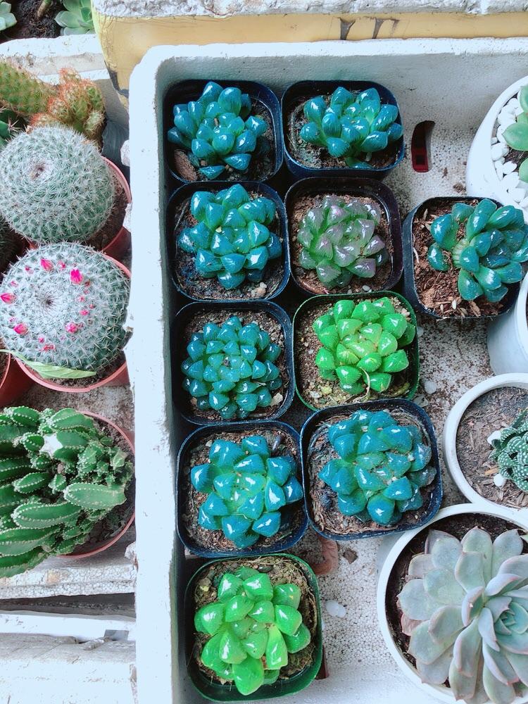 Chậu Kim Cương Hàng Đẹp Được Chọn Màu