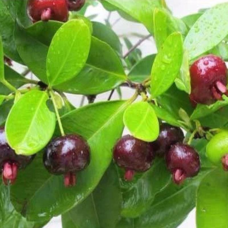 Cây Cherry Brazil - cây ăn quả + tặng phân bón cho cây