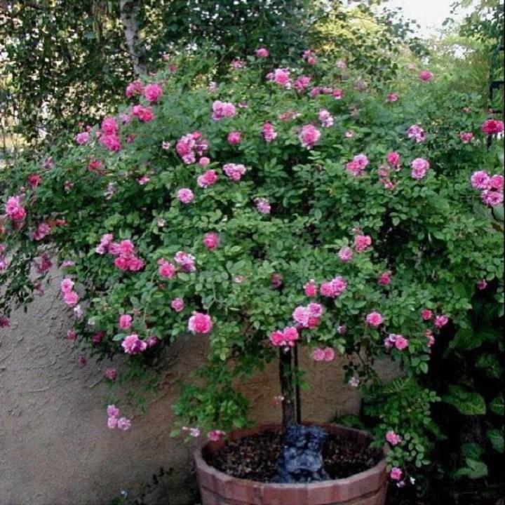 COMBO 2 BẦU GIỐNG Hoa hồng cổ Sapa – Hoa hồng rực rỡ xứ Tây Bắc, bầu cây giống hàng dâm cành từ nguyên bản cây mẹ