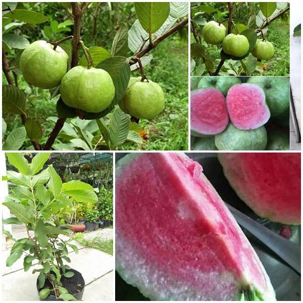 Cây giống Ổi ruby ruột đỏ .