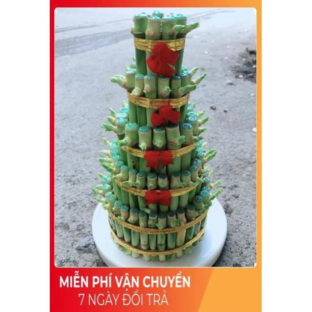Cây Trúc Phát Tài Kèm Dĩa