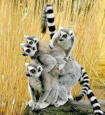 hình ảnh hài hước new chapter 3 24