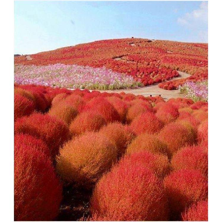 Hạt giống cây cỏ đổi màu kochia nhật bản 50 hạt/gói