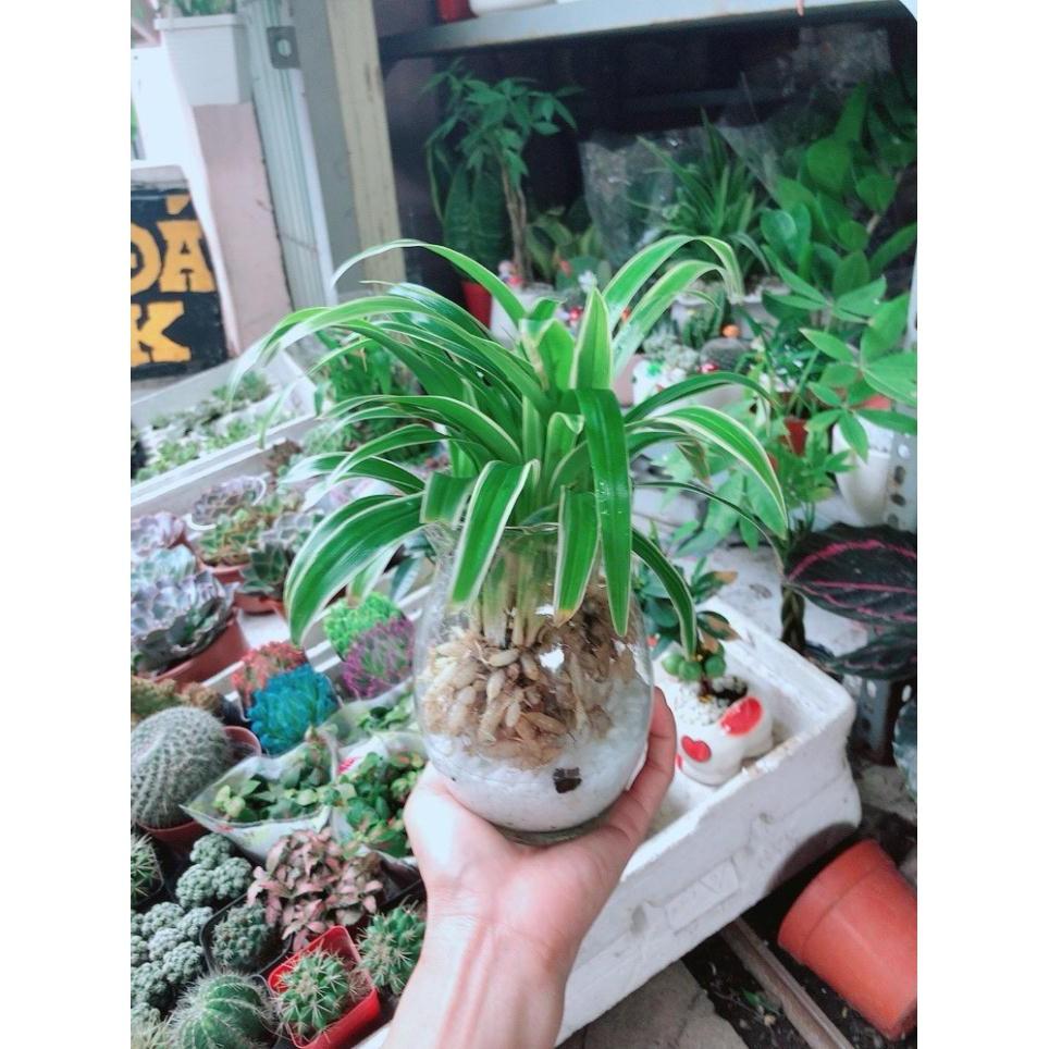 Chậu Lan Chi Thủy Sinh Bán Chạy