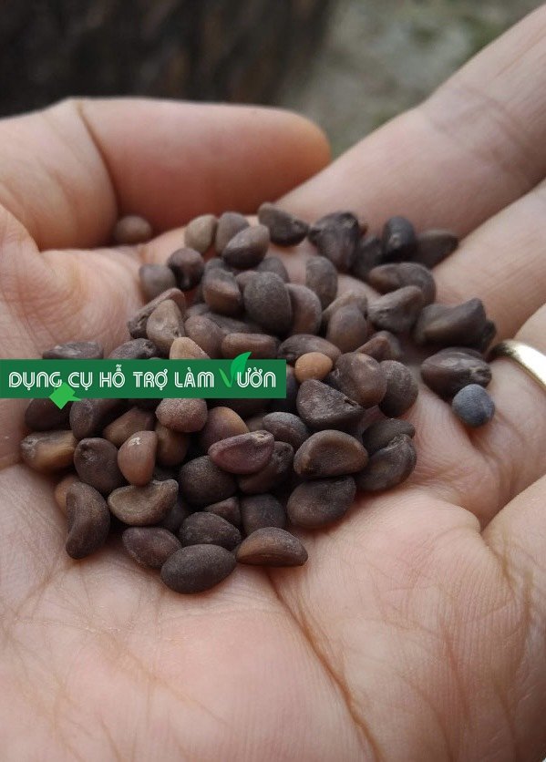 Hạt Giống Rau Muống Phú Nông Gói 50 Gram