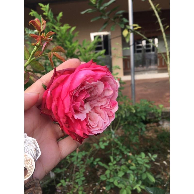 Hoa hồng leo Kordes’ Jubilee rose - bầu vải, cây to lớn, già