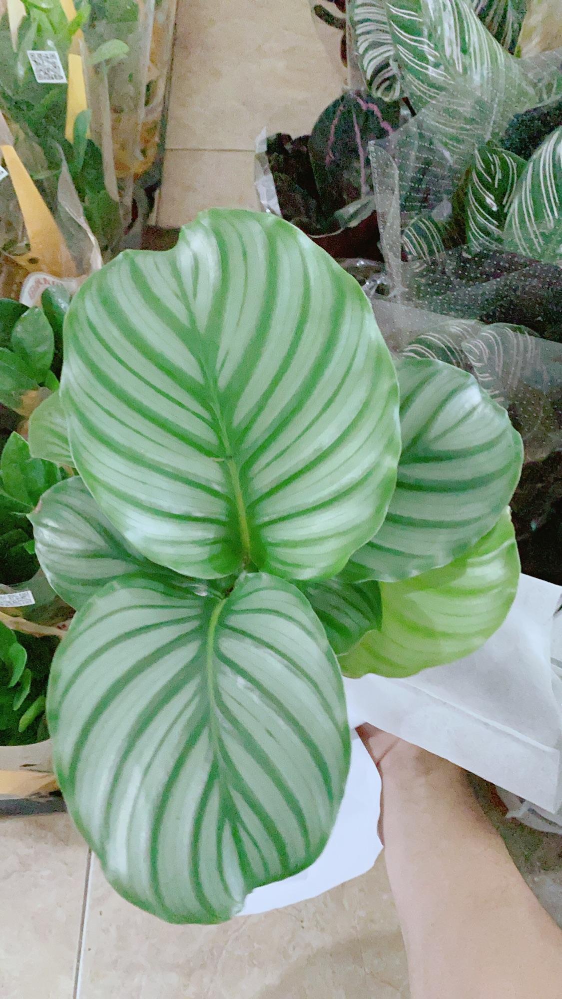 Cây Siro có sẵn quả