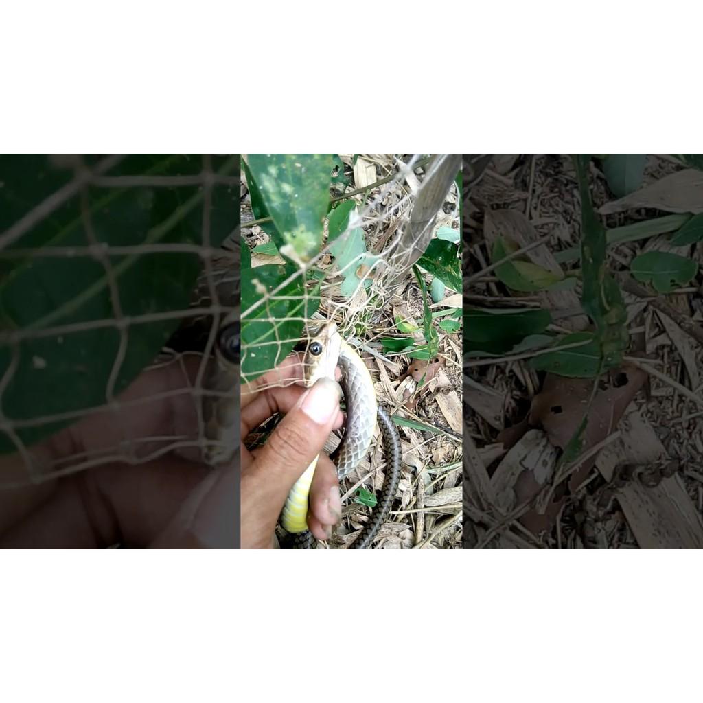 Lưới bẫy rắn Thái Lan
