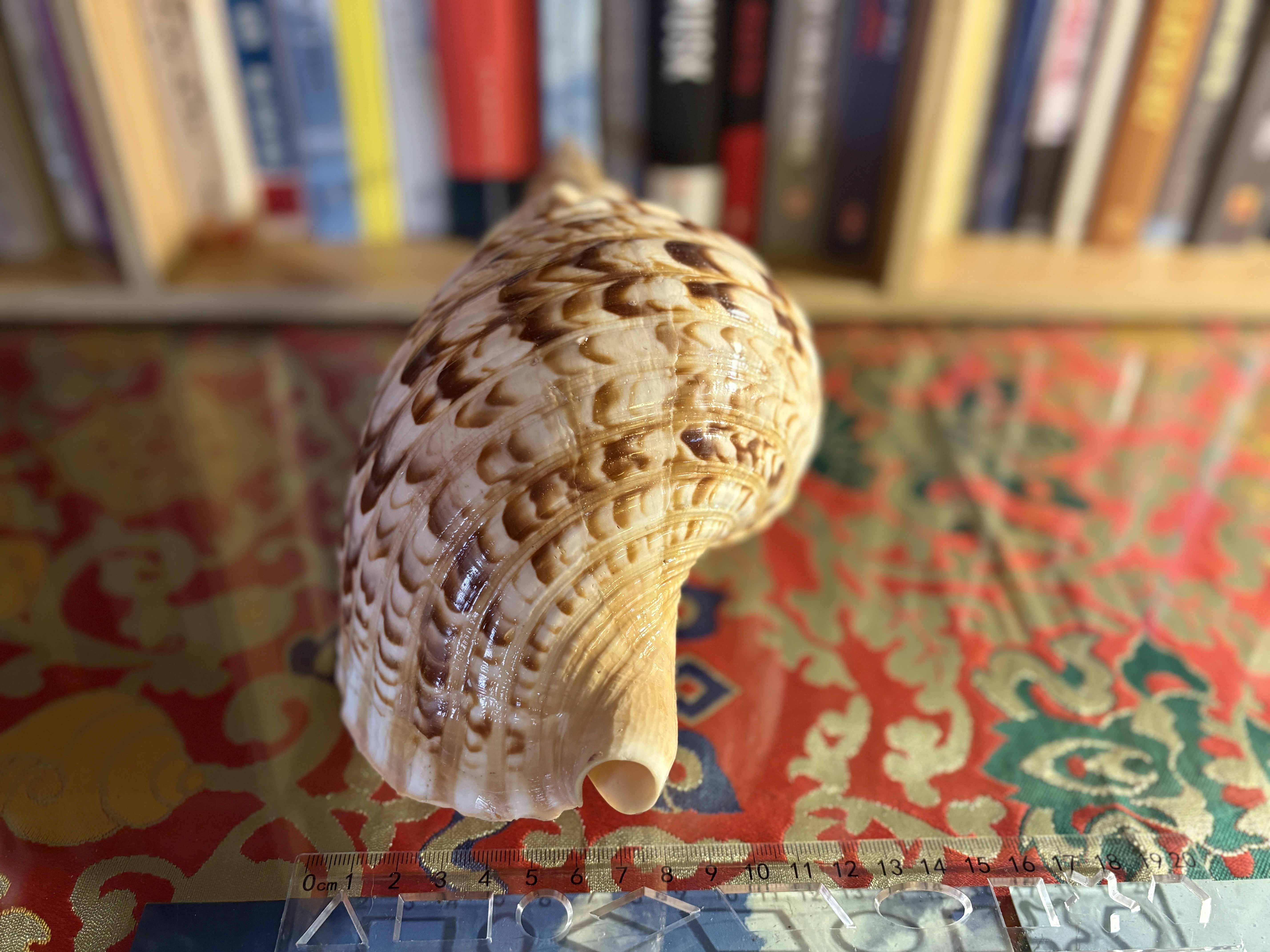 Vỏ ốc Hoàng Hậu