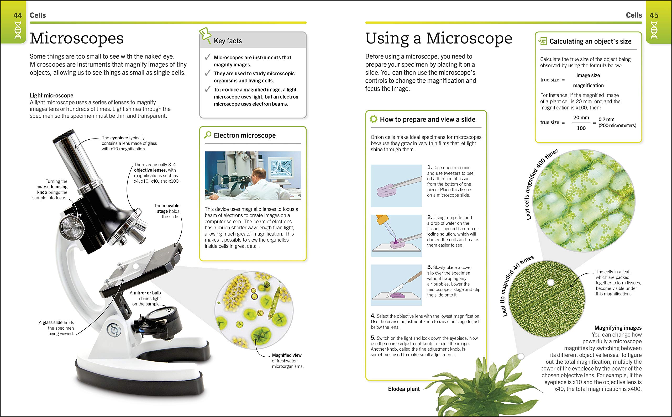 Biology: The Ultimate Bitesize Study Guide (Supersimple)