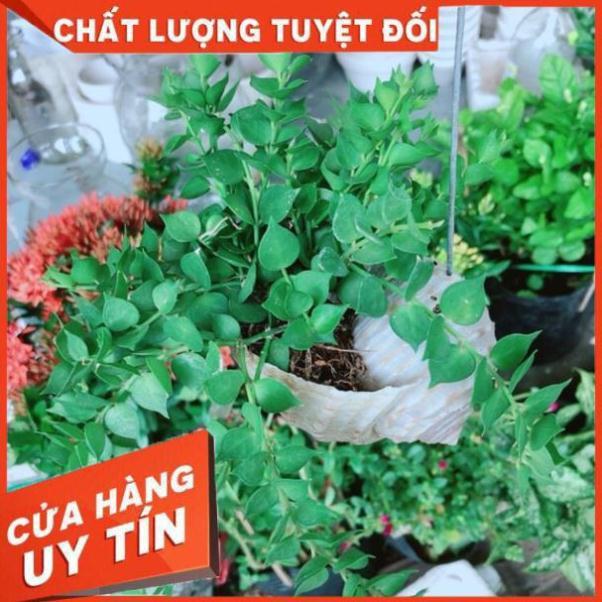 Chậu ốc cây lá tim treo