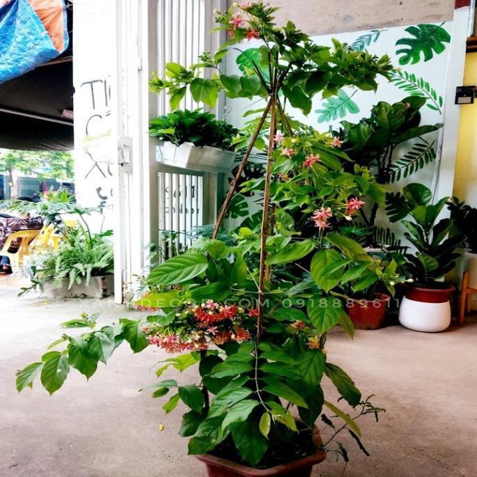 Hoa leo sử quân tử-hàng gửi đi nguyên chậu