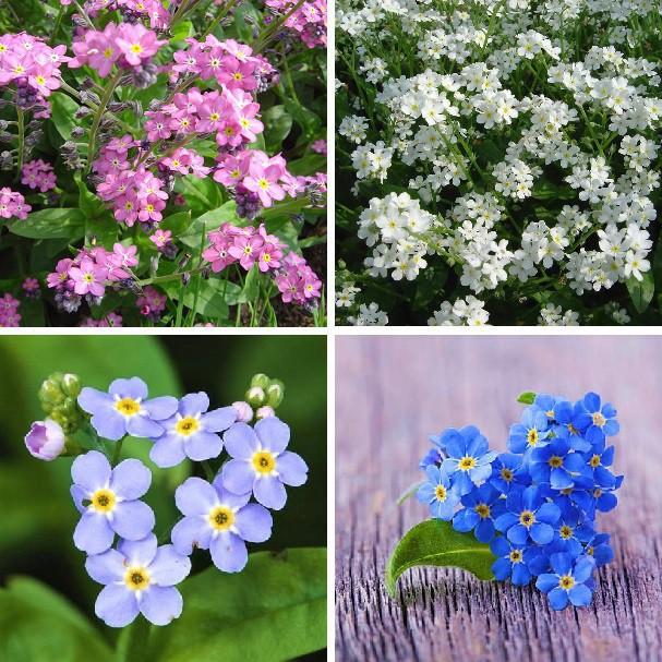 Hạt giống hoa Lưu ly nhiều màu (forget me not flower) Cynoglossum amabile seeds