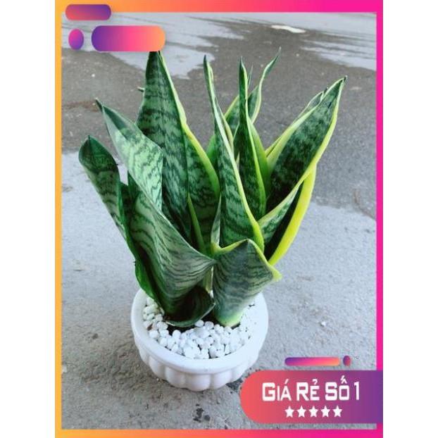 Chậu Lưỡi Hổ