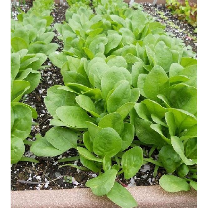 Gói 100gram.Hạt giống Cải Bó Xôi xanh, Rau chân Vịt-tặng kèm gói phân bón lót