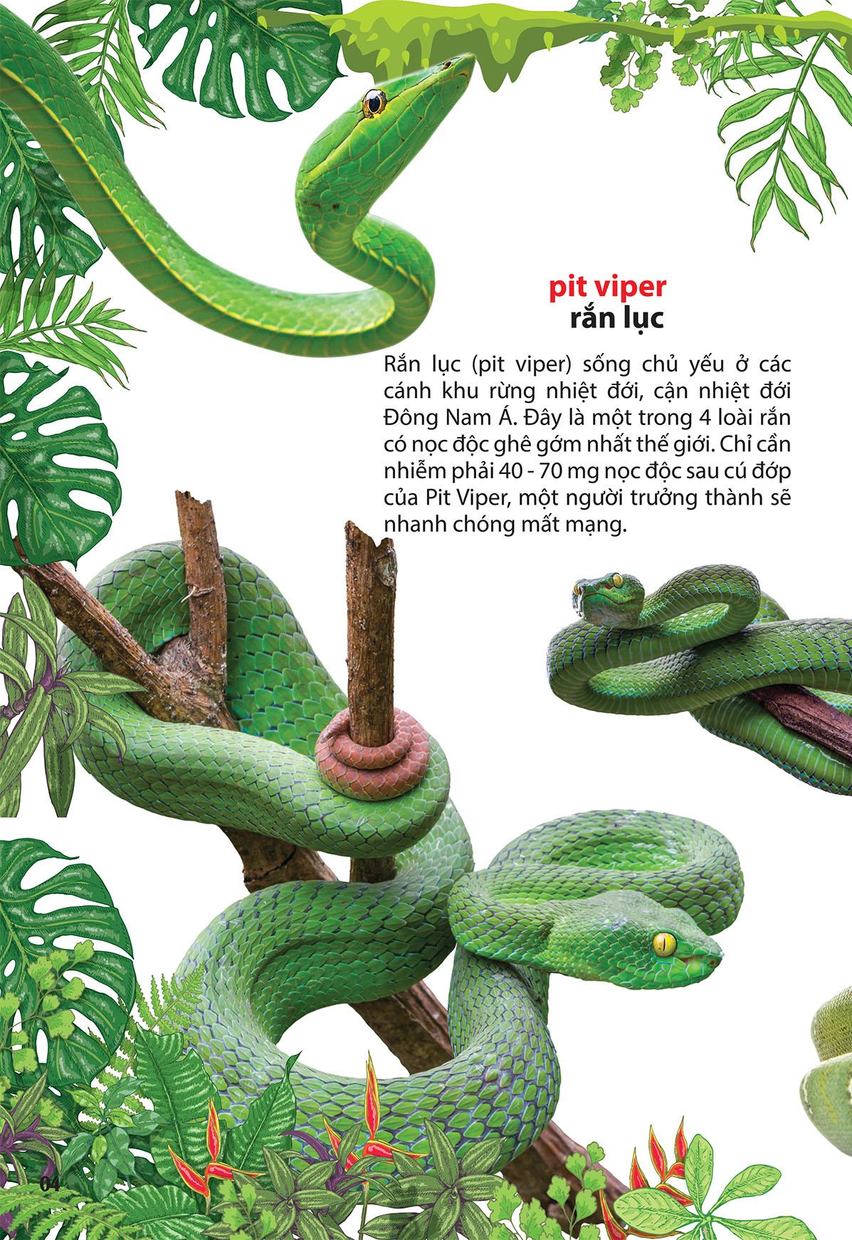Thám Hiểm Amazon - Thế Giới Động Vật