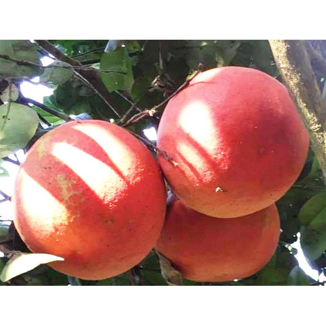 Cây Giống bưởi đỏ Luận Văn