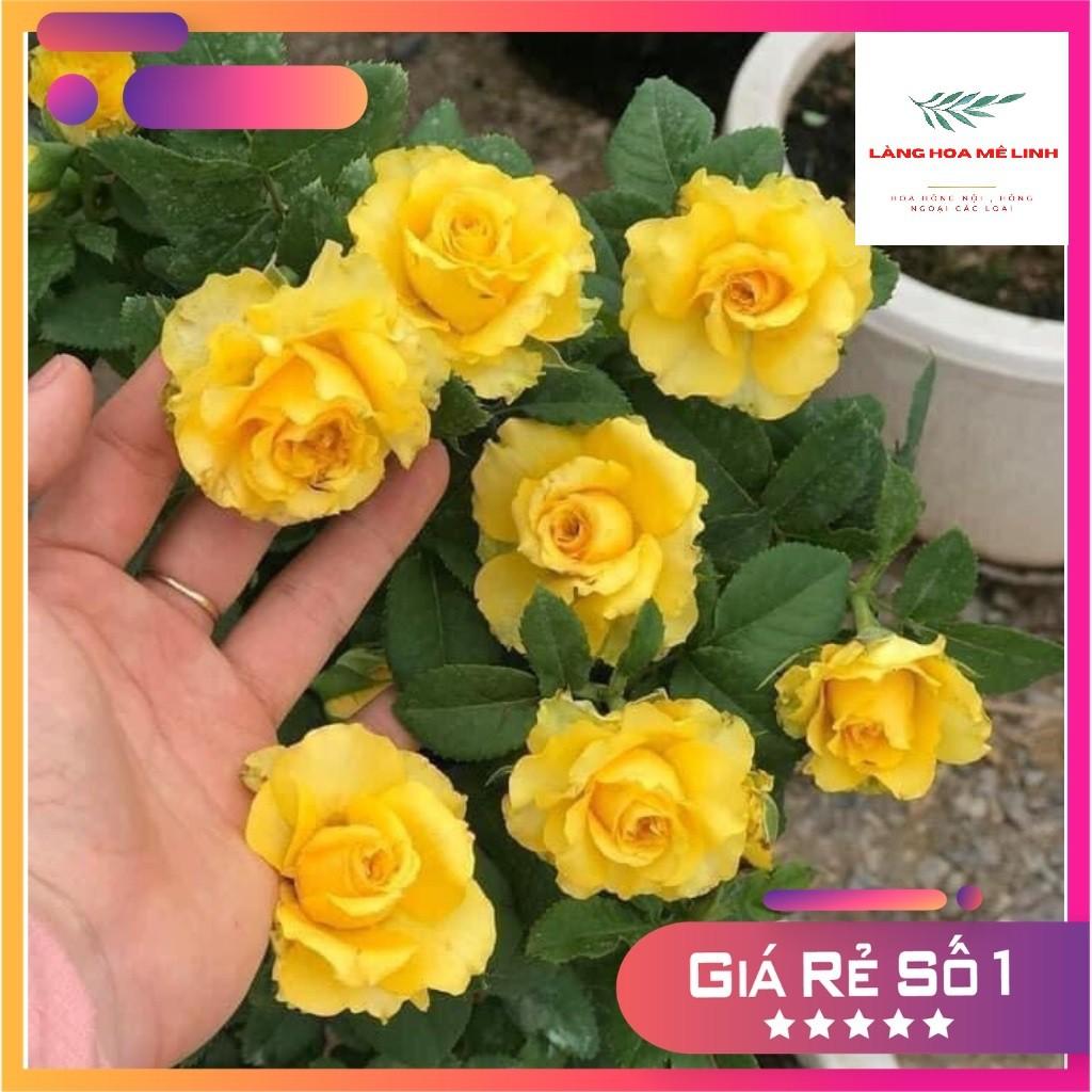 Hoa hồng ngoại Shell – Vẻ đẹp hấp dẫn trong những cánh hoa vàng rực rỡ
