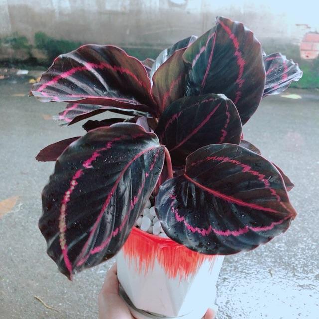 Chậu Đuôi Công Tím