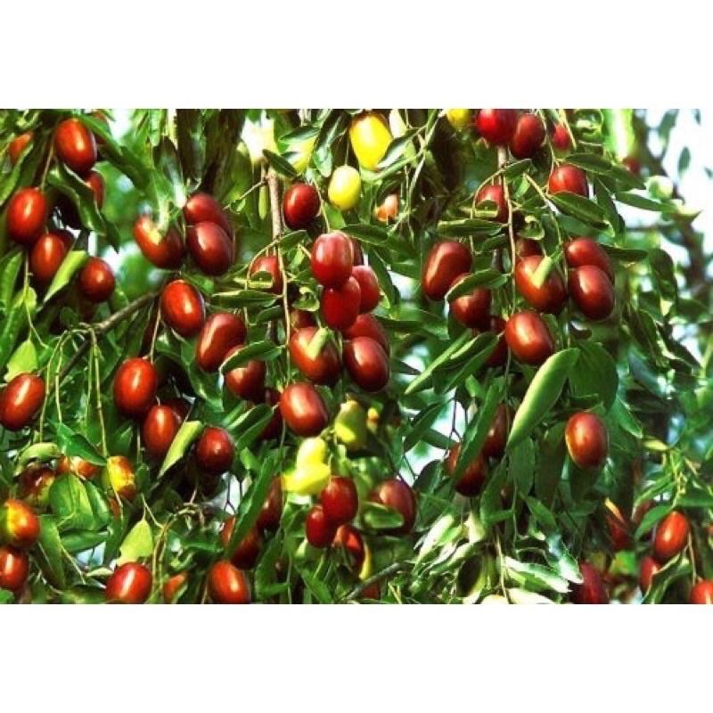 Cây giống táo đỏ Tân Cương hay hồng táo loại quả chứa nhiều dinh dưỡng được nhiều người ưa chuộng.