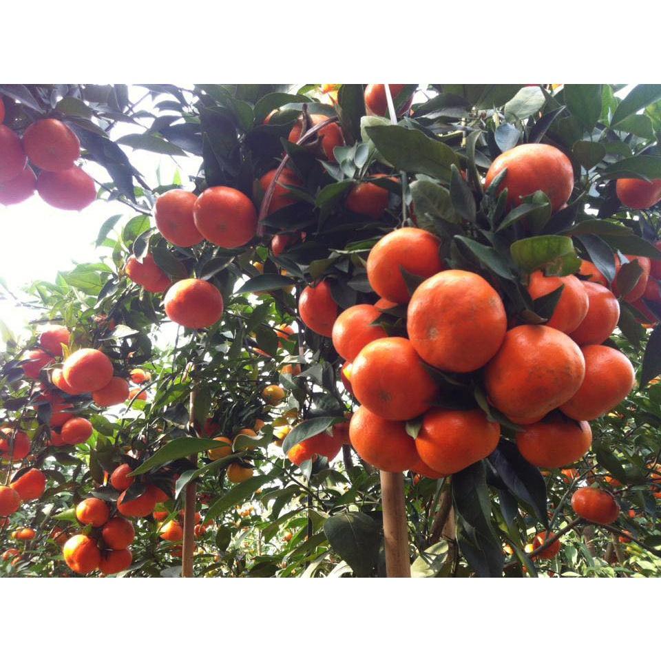 CÂY GIỐNG CAM CANH KHÔNG HẠT SIÊU NGỌT - TRỒNG chậu được,