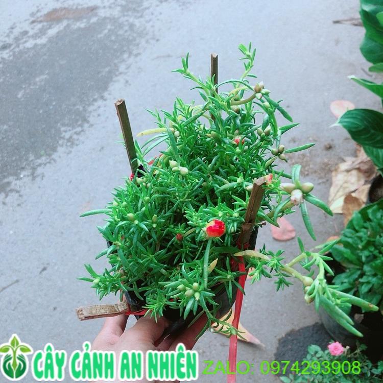 Hoa Mười Giờ