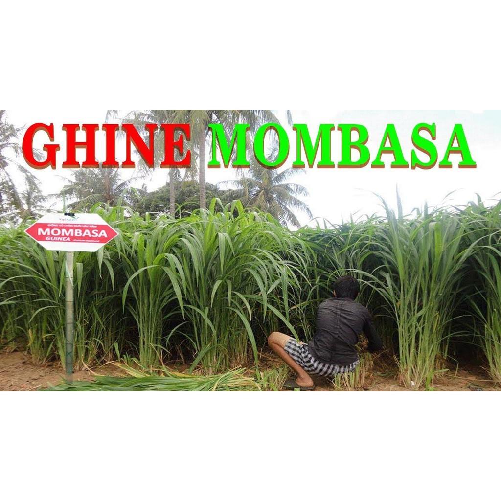Hạt Cỏ Chăn Nuôi Mombasa Ghine - Cỏ Sả Lá Lớn 300g