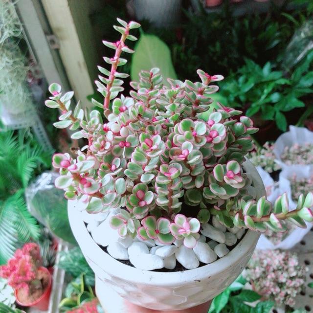 Chậu Cây Đô La Hồng