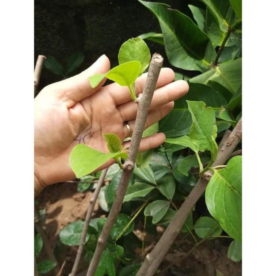Sản phẩm CÂY HOA MỘC LAN