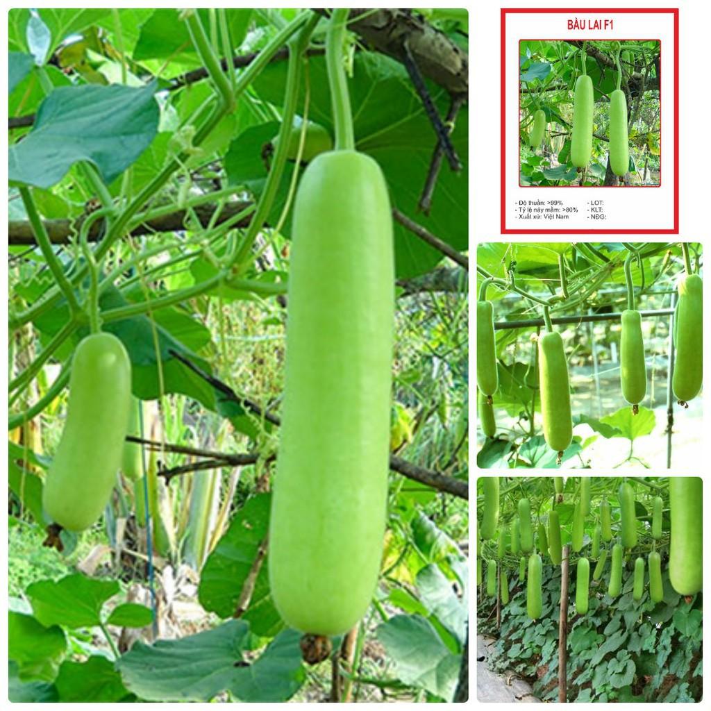Hạt Giống Bầu Lai F1 Sai Trái