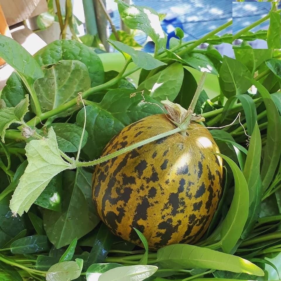 Hạt Giống Dưa Bở Thơm dể trồng f1-gói 20 hạt/tặng kèm gói phân bón lót