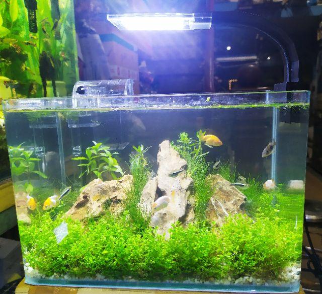 Đèn led kẹp siêu sáng cho hồ cá, hồ thủy sinh 30-40cm