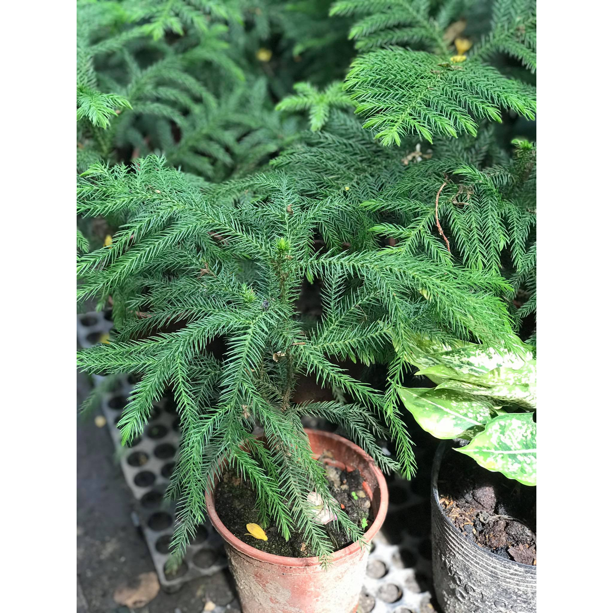 Cây tùng bách tán để bàn