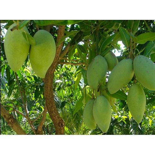 CÂY GIỐNG XOÀI ĐÀI LOAN