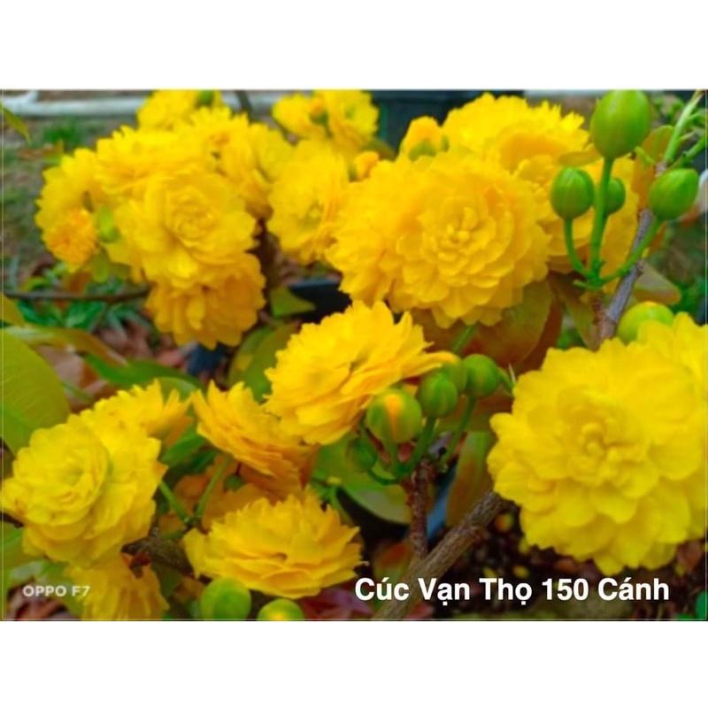 Cây giống cúc mai giống mới nhiều màu cây gửi như hình 2