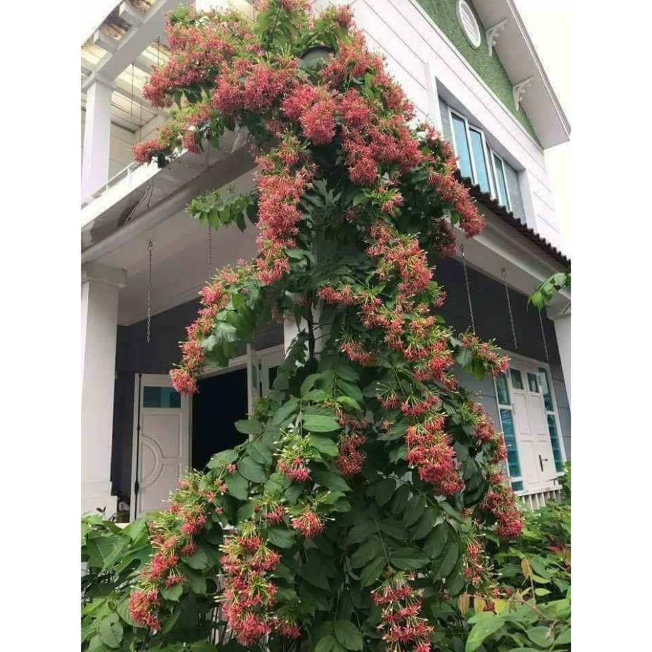 Hoa leo sử quân tử-hàng gửi đi nguyên chậu + Tặng 01 cây dâu da đất