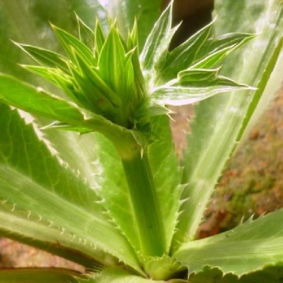 Hạt giống Ngò Gai ,Mùi Tàu -gói 5gr-tặng kèm gói phân bón lót