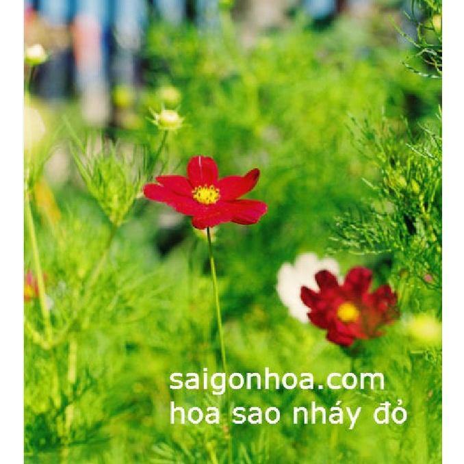 Hạt giống hoa cúc sao nháy màu đỏ,hạt giống chất lượng cao -1 gói 100 hạt
