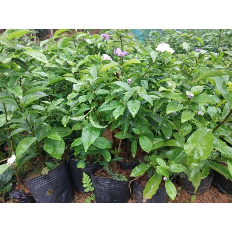 Hoa nhài nhật _ cây đang hoa bầu cây như hình đăng