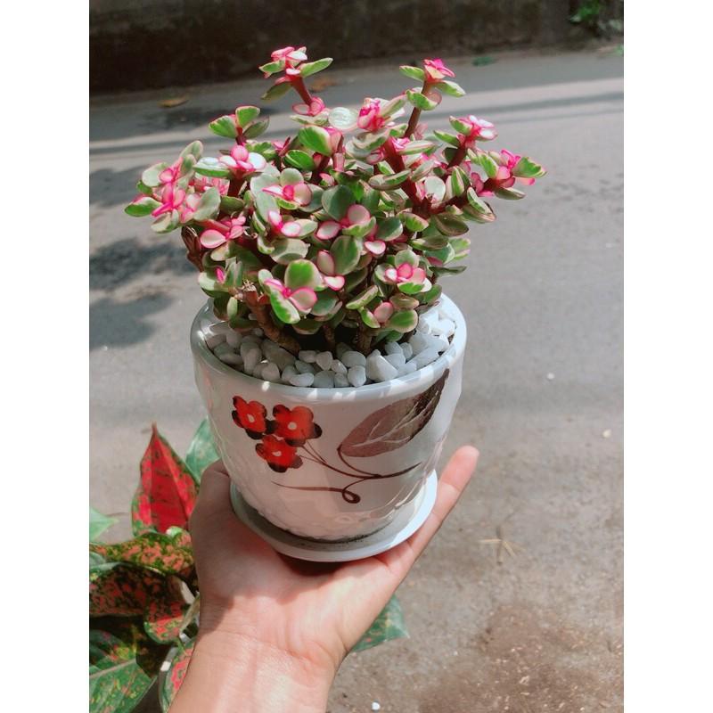 Chậu Cây Cành Vàng Lá Ngọc